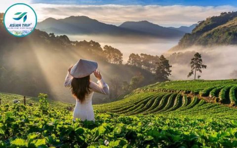 Đồi chè Cầu Đất Đà Lạt