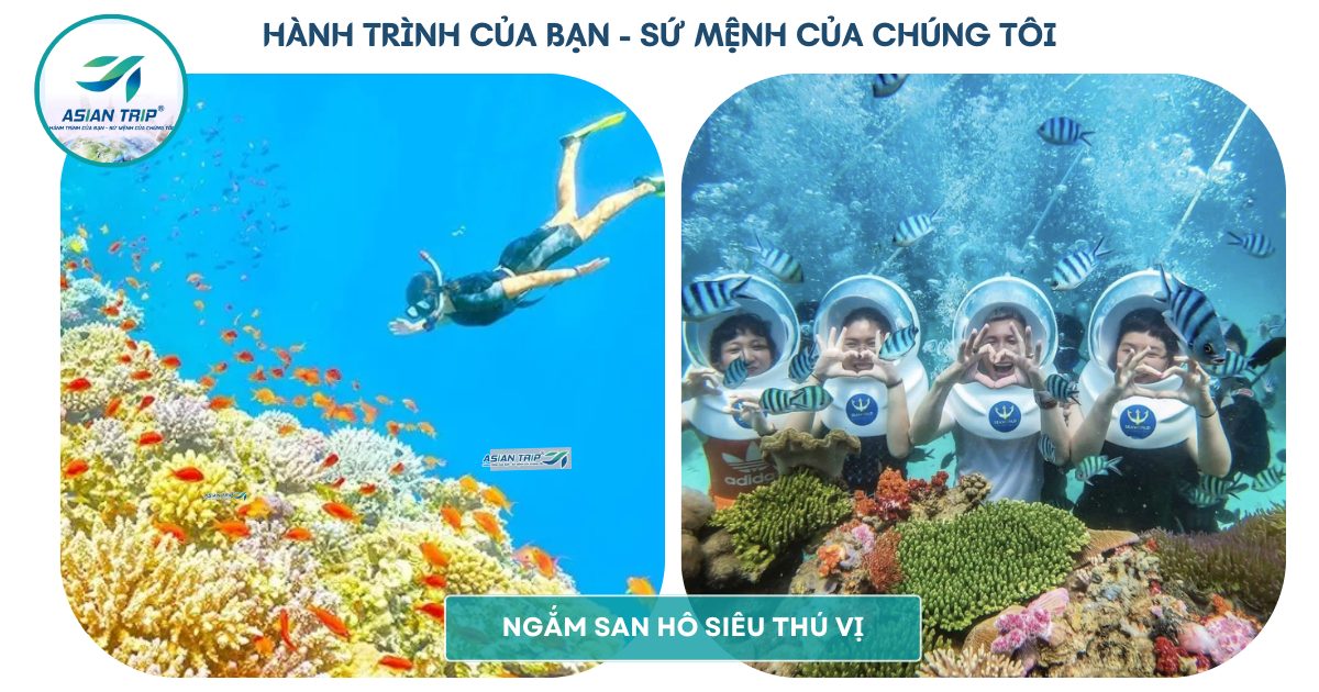 TOUR PHÚ QUỐC 3 NGÀY 3 ĐÊM | XE GIƯỜNG NẰM |【3N3D】 9 Ngắm san hô ở Phú Quốc